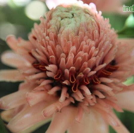 Nicolaia elatior rosea,Nicolaia Rosea, Pink Torch Ginger - Kadiyam Nursery