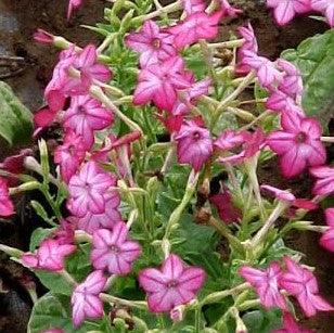 Nicotiana alata,Jasmine Tobacco, Flowering Tobacco, Jasmine Tobacco, Ornamental Tobacco - Kadiyam Nursery