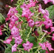 Nicotiana alata,Jasmine Tobacco, Flowering Tobacco, Jasmine Tobacco, Ornamental Tobacco - Kadiyam Nursery