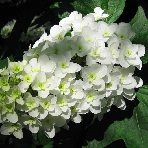 oakleaf hydrangea