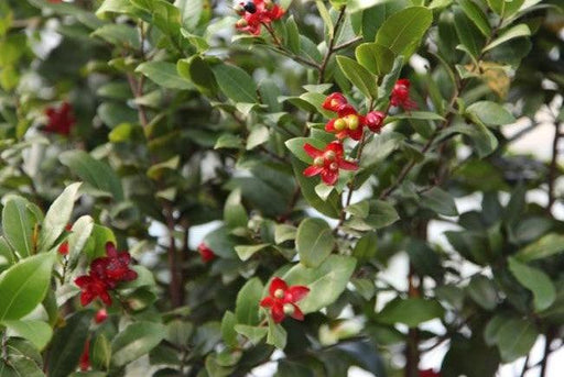 Ochna kirkii,Micky Mouse Plant - Kadiyam Nursery