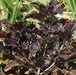 Ocinum basilicum purple ruffles,Basil Purple Ruffles - Kadiyam Nursery