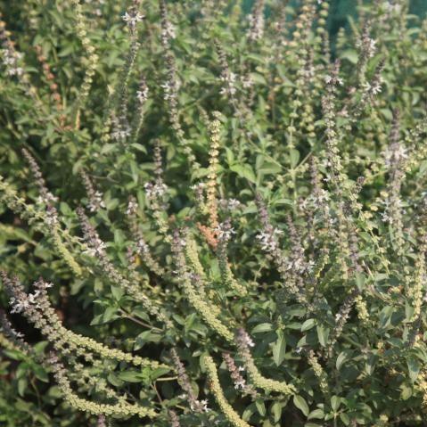 Ociumum basilicum sabja,Sabza - Kadiyam Nursery