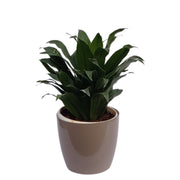 Office Good Luck Air Purifying Dracaena Compacta Green Janet Craig Indoor Home Decor Plants (Healthy Live Plant) - Kadiyam Nursery