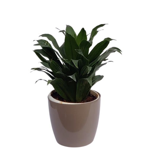 Office Good Luck Air Purifying Dracaena Compacta Green Janet Craig Indoor Home Decor Plants (Healthy Live Plant) - Kadiyam Nursery