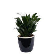 Office Good Luck Air Purifying Dracaena Compacta Green Janet Craig Indoor Home Decor Plants (Healthy Live Plant) - Kadiyam Nursery
