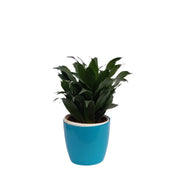 Office Good Luck Air Purifying Dracaena Compacta Green Janet Craig Indoor Home Decor Plants (Healthy Live Plant) - Kadiyam Nursery