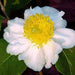 Oncoba spinosa, O. monacantha,Oncoba Spinosa, Fried Egg Flower, Half Fry Flower, Snuff-box Tree - Kadiyam Nursery