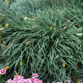 Ophiopogon japonicus,Monkey Grass, Mondo Grass - Kadiyam Nursery
