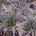 Ophiopogon planiscapus nigresceus black dragon,Ophiopogon Black, Black Dragon - Kadiyam Nursery