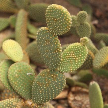 Opuntia microdasys,Bunny Ears - Kadiyam Nursery