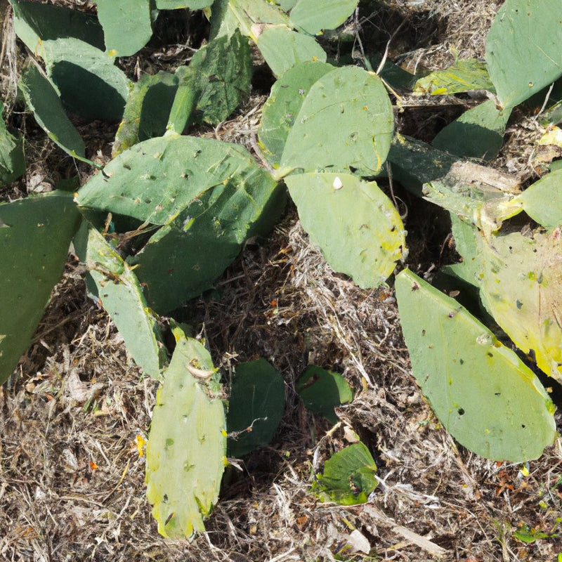 ఆరోగ్యకరమైన ఒపుంటియా ఫికస్ ఇండికా (ఇండియన్ ఫిగ్, ప్రిక్లీ పియర్, కాక్టస్ ఫ్రూట్) మొక్కలను ఆన్‌లైన్‌లో కొనుగోలు చేయండి