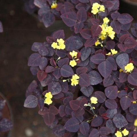 Oxalis hedysaroides rubra,Oxalis Red Mini, Fire Fern, Colombia Venez, Ecuador, Firefern - Kadiyam Nursery