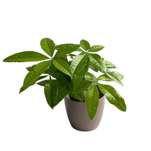 Pachira Money Tree Lucky Live Plant Indoors In A Decorative Pot For Living Room, Balcony, Table Corner, OfficeHome Decoration - Kadiyam Nursery