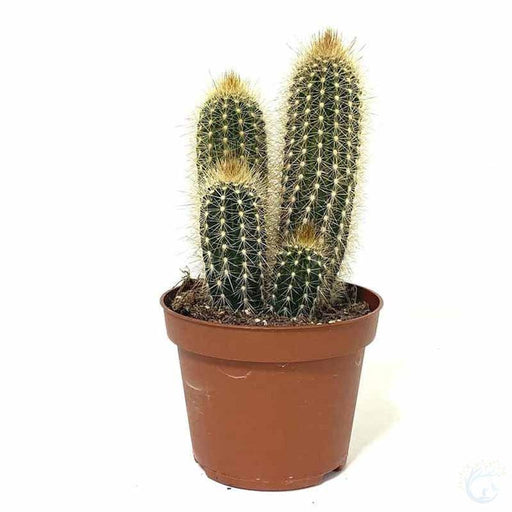 Pachy Cactus Plants - Kadiyam Nursery