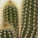 Pachy Cactus Plants - Kadiyam Nursery