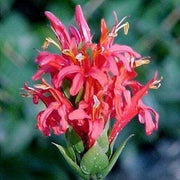 Pachystachys coccinea,Orange Justecia, Cardinals Guard - Kadiyam Nursery