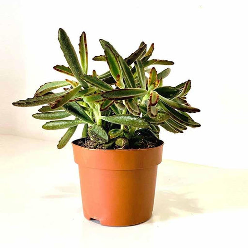 Panda Plant - Kadiyam Nursery