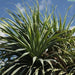 Pandanus baptistii,Blue Screw Pine - Kadiyam Nursery