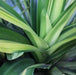 Pandanus dubius variegata,Fat Boy Variegted - Kadiyam Nursery