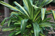 Pandanus dubius variegata,Fat Boy Variegted - Kadiyam Nursery