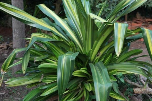 Pandanus dubius variegata,Fat Boy Variegted - Kadiyam Nursery