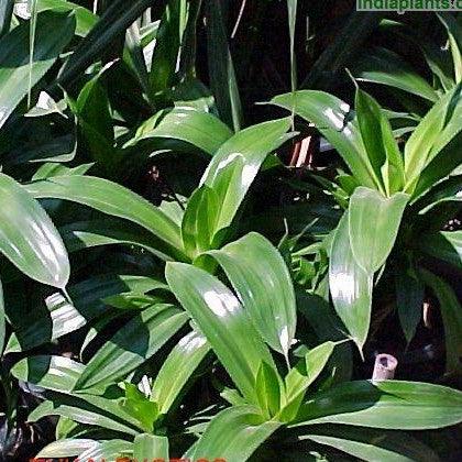 Pandanus dubius,Fat Boy, Broad Leaved Screw Pine - Kadiyam Nursery