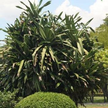 Pandanus dubius,Fat Boy, Broad Leaved Screw Pine - Kadiyam Nursery