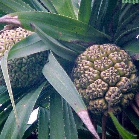 Pandanus odoratissimum,Screw Pine, Pandanus Species, Hala Screw Pine Walking Tree - Kadiyam Nursery