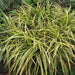 Pandanus pygmaeus,Pandanus Dwarf, Pandanus Mini, Dwarf Screw Pine - Kadiyam Nursery