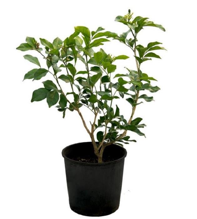 Parijat Tree, Parijatak, Night Flowering Jasmine - Plant - Kadiyam Nursery