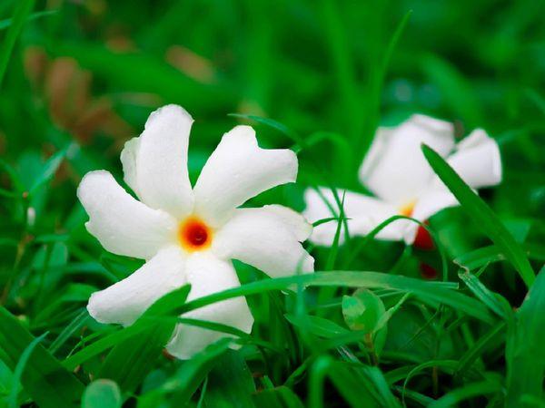 Parijat Tree, Parijatak, Night Flowering Jasmine - Plant - Kadiyam Nursery