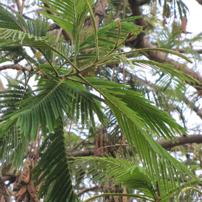 Parkia biglandulosa (Badminton Ball Tree) - Plant - Kadiyam Nursery