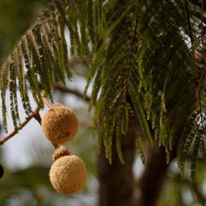 Parkia biglandulosa (Badminton Ball Tree) - Plant - Kadiyam Nursery