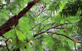 Parkia biglandulosa (Badminton Ball Tree) - Plant - Kadiyam Nursery