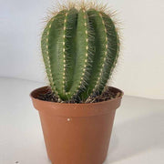 Parodia Cactus plants - Kadiyam Nursery