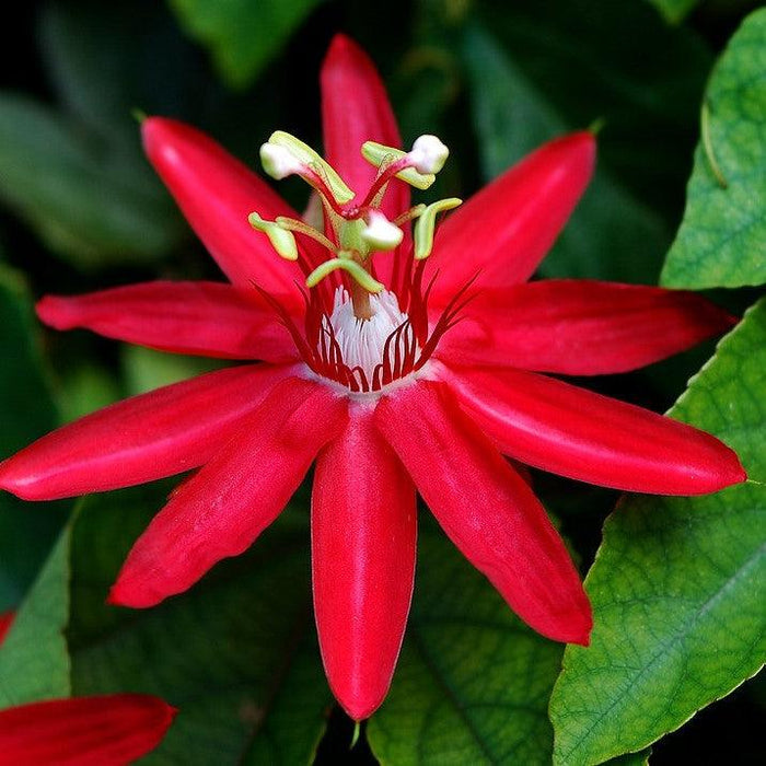 Passiflora Sherry/Krushna Kamal Plant Red Live Plant (Red)(1 Healthy Live Plant - Kadiyam Nursery