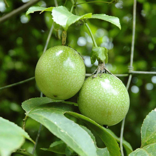 Passion Fruit Yellow Pandhara Krishna Kamal Medicinal Plants Garden Plant(1 Healthy Live Plant) - Kadiyam Nursery