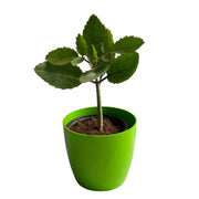 Patharchatta Live Plant Kalanchoe Pinnata - Bimbima Live Plant, - Kadiyam Nursery