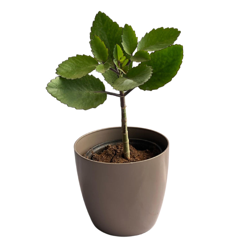 Patharchatta Live Plant Kalanchoe Pinnata - Bimbima Live Plant, - Kadiyam Nursery