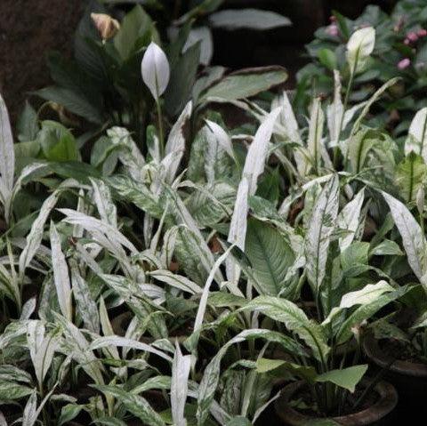 Peace Lily Plant for Sale - White Leaves - Kadiyam Nursery