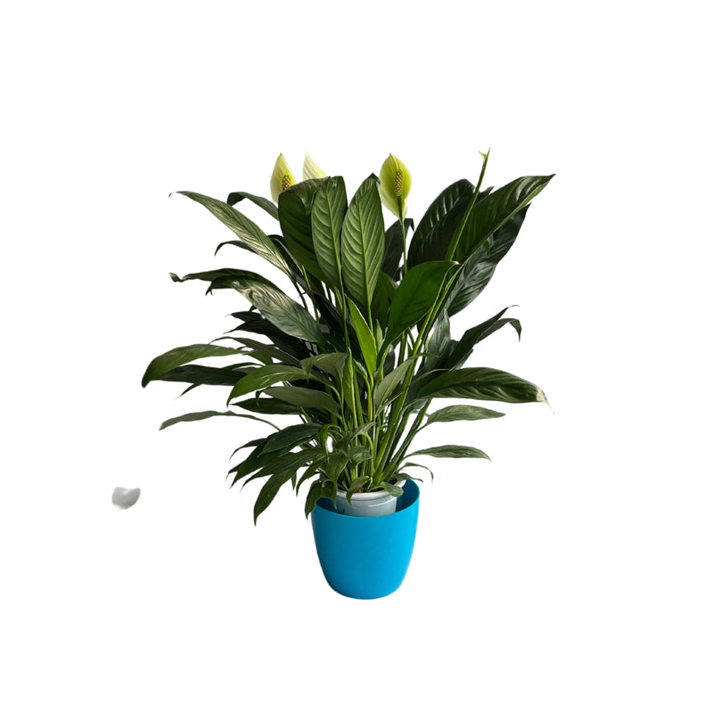Peace Lily Spathiphyllum Indoor Plant With Pot, Live Plants With Flower Pots, Indoor Flowers For Indoor Home Living Room Decor - Kadiyam Nursery