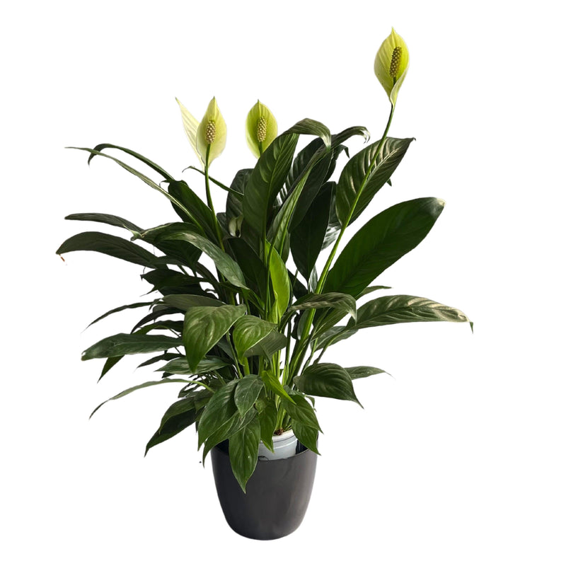 Peace Lily Spathiphyllum Indoor Plant With Pot, Live Plants With Flower Pots, Indoor Flowers For Indoor Home Living Room Decor - Kadiyam Nursery