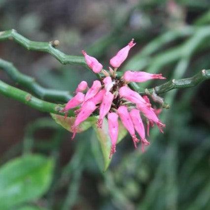 Pedilanthus tithymaloides,Devil's Backbone, Japanese Poinsettia, Slipper Spurge, Redbird Cactus, Christmas Candle - Kadiyam Nursery