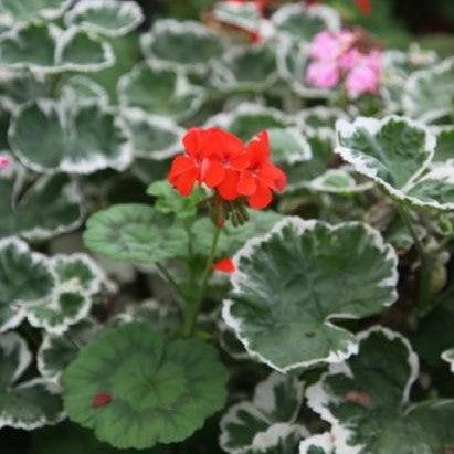 Pelargonium hortorum variegatum,Geranium Variegated - Kadiyam Nursery