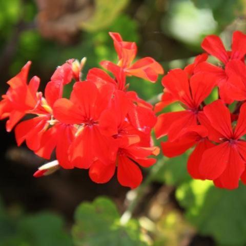 Pelargonium hortorum vegetative,Geranium - Kadiyam Nursery