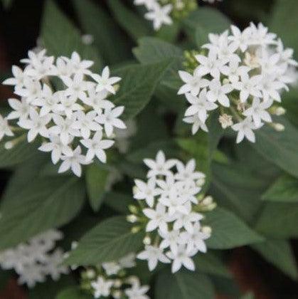 Pentas lanceolata alba,Pentas White - Kadiyam Nursery