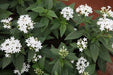 Pentas lanceolata alba,Pentas White - Kadiyam Nursery