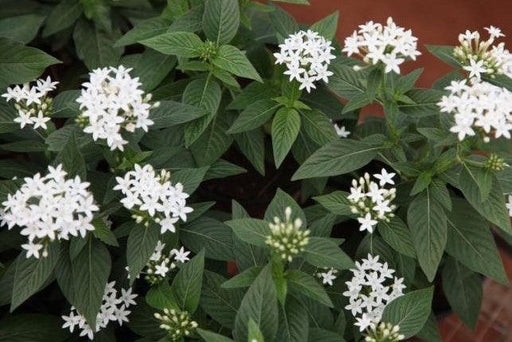 Pentas lanceolata alba,Pentas White - Kadiyam Nursery