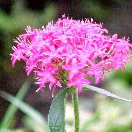 Pentas lanceolata carnea,Pentas Dark Pink - Kadiyam Nursery